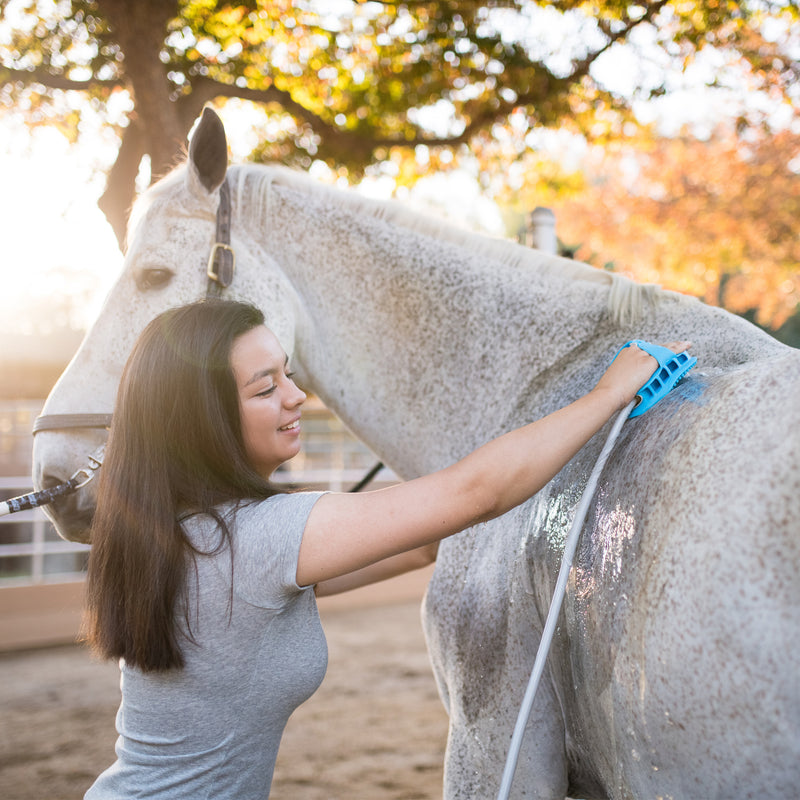 Aquapaw Equine Grooming Tool